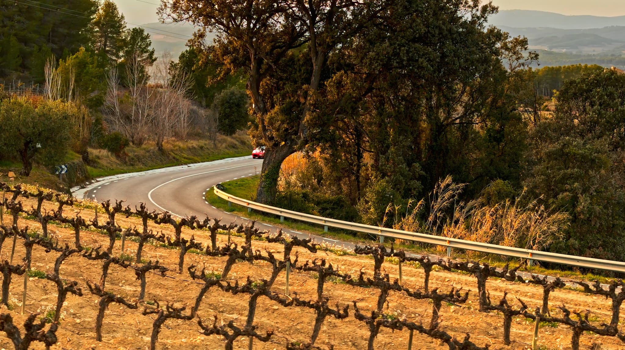 vineyard-tour - 8